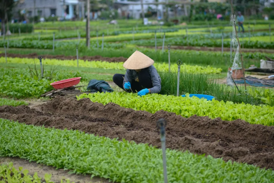 Vườn rau của Trần Thị Hoa